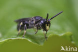 Boemerangmaskerbij (Hylaeus difformis) 