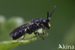 Boemerangmaskerbij (Hylaeus difformis) 