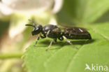 Boemerangmaskerbij (Hylaeus difformis) 