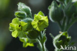 Boerentabak (Nicotiana rustica)