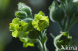 Small Tobacco (Nicotiana rustica)