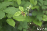 Chequered Skipper (Carterocephalus palaemon)