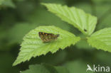 Chequered Skipper (Carterocephalus palaemon)