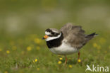 Bontbekplevier (Charadrius hiaticula)