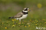 Bontbekplevier (Charadrius hiaticula)