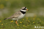 Bontbekplevier (Charadrius hiaticula)