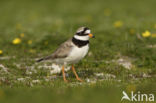 Bontbekplevier (Charadrius hiaticula)