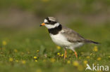 Bontbekplevier (Charadrius hiaticula)