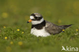 Bontbekplevier (Charadrius hiaticula)