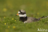 Bontbekplevier (Charadrius hiaticula)