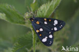 Scarlet Tiger (Callimorpha dominula)