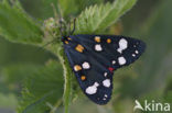 Scarlet Tiger (Callimorpha dominula)