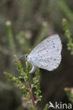 Boomblauwtje (Celastrina argiolus)