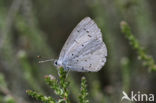 Boomblauwtje (Celastrina argiolus)