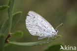 Boomblauwtje (Celastrina argiolus)