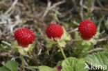 Bosaardbei (Fragaria vesca) 