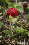 Bosaardbei (Fragaria vesca) 