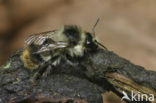 Boshommel (Bombus sylvarum) 