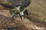 Boshommel (Bombus sylvarum) 