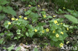 Boswederik (Lysimachia nemorum)