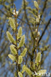 Boswilg (Salix caprea)