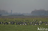 Brandgans (Branta leucopsis)