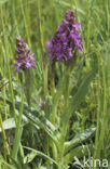 Brede orchis (Dactylorhiza majalis)