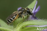 Bremzandbij (Andrena ovatula) 