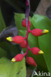 Pineapplefamily (Bromeliaceae)