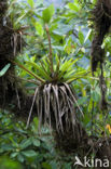 Pineapplefamily (Bromeliaceae)