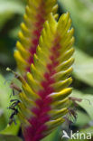 Pineapplefamily (Bromeliaceae)