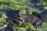 Common Frog (Rana temporaria)