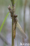 Scarce Chaser (Libellula fulva)