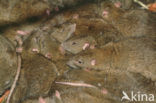 Brown rat (Rattus norvegicus)