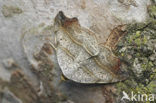 Bruine sikkeluil (Laspeyria flexula)