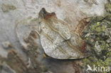 Beautiful Hook-tip (Laspeyria flexula)