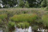 Brown Beak-sedge (Rhynchospora fusca)