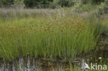 Brown Beak-sedge (Rhynchospora fusca)