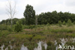 Brown Beak-sedge (Rhynchospora fusca)