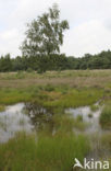 Brown Beak-sedge (Rhynchospora fusca)