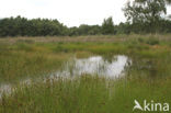 Brown Beak-sedge (Rhynchospora fusca)