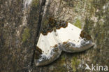 Brummelspanner (Mesoleuca albicillata)