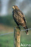 Buizerd (Buteo buteo)