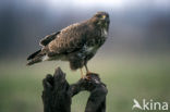 Buizerd (Buteo buteo)