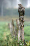 Buizerd (Buteo buteo)
