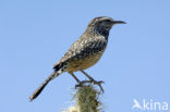 Cactuswinterkoning (Campylorhynchus brunneicapillus)