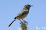 Cactuswinterkoning (Campylorhynchus brunneicapillus)