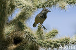 Cactuswinterkoning (Campylorhynchus brunneicapillus)