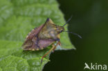 Carpocoris fuscispinus