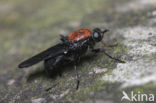 Clitellaria ephippium